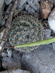 Mammillaria chionocephala
