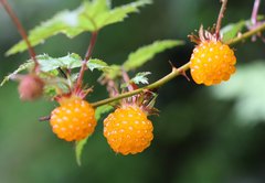 Rubus palmatus coptophyllus