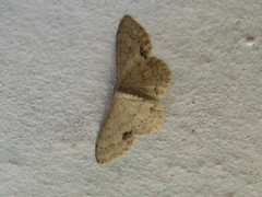 Scopula ochraceata