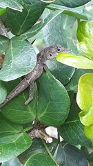 Anolis aeneus
