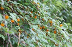 Rubus palmatus coptophyllus