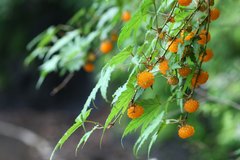 Rubus palmatus coptophyllus