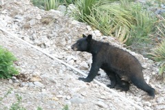 Ursus americanus eremicus