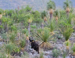Ursus americanus eremicus