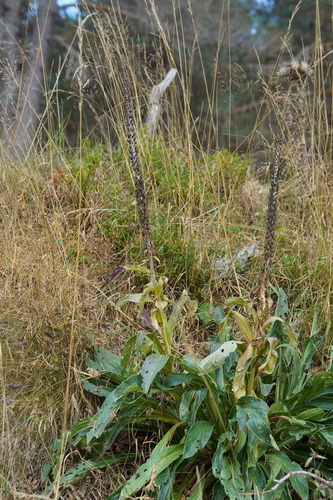 Portuguese Foxglove (Digitalis parviflora)