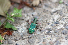 Cicindela japana