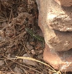 Podarcis muralis nigriventris