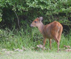 Cephalophorus natalensis