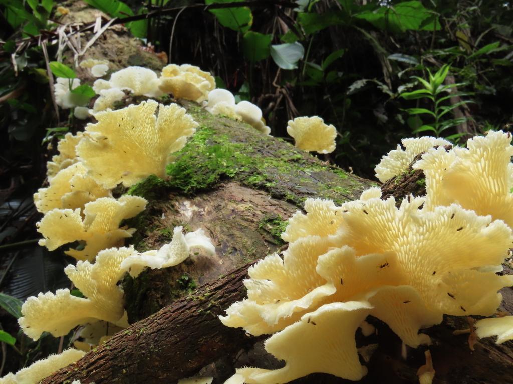 Favolus brasiliensis · September 2025 · photo: © jonathan_ehlert (iNaturalist, cc-by-nc)