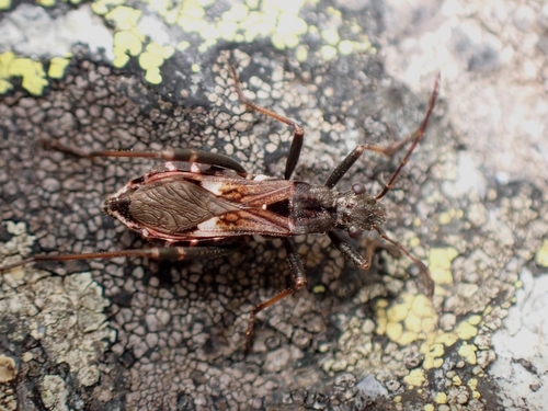 Alydus rupestris
