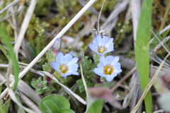 Gentiana squarrosa
