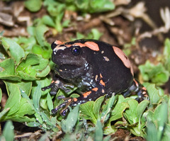 Somali Rubber Frog photo 3
