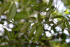 Sorocea affinis