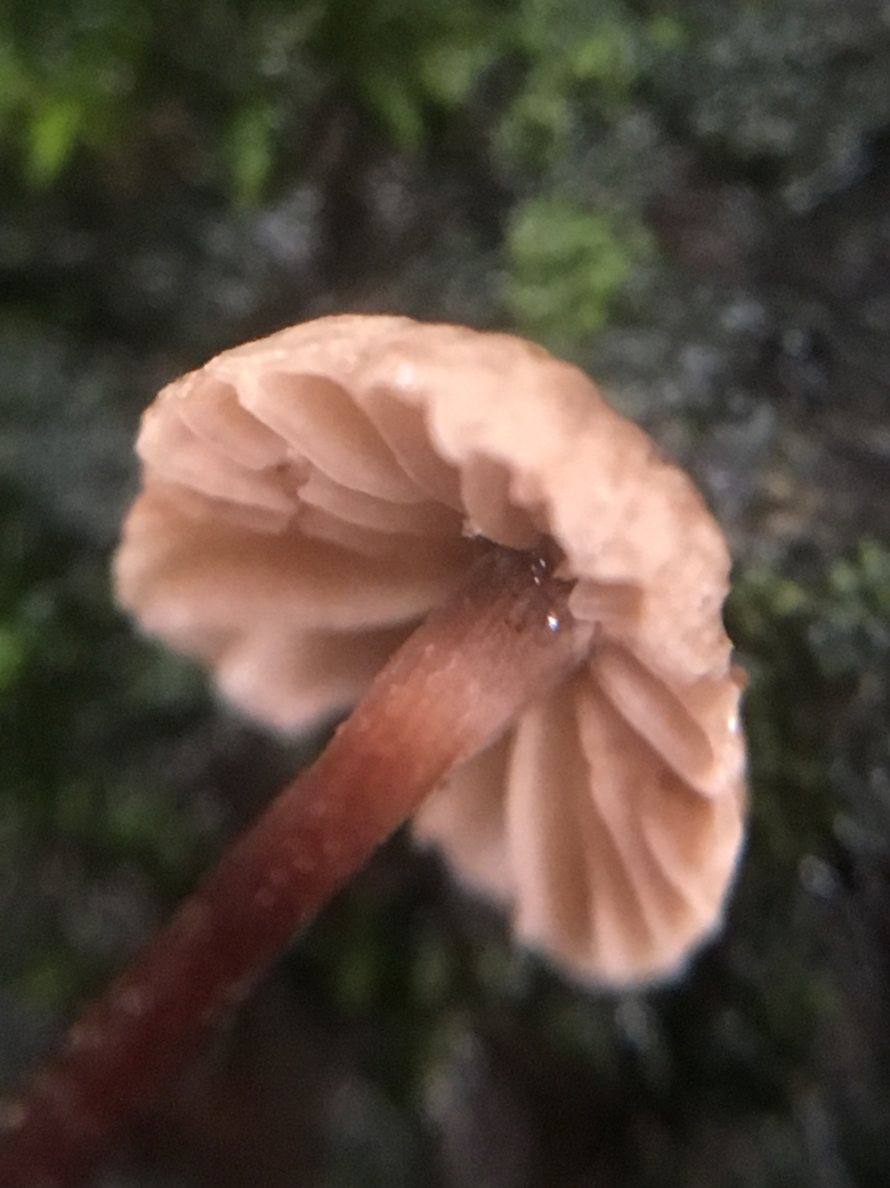 Micromphale sequoiae image