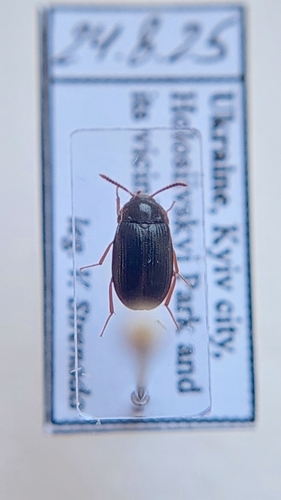 Mycetophagus ater
