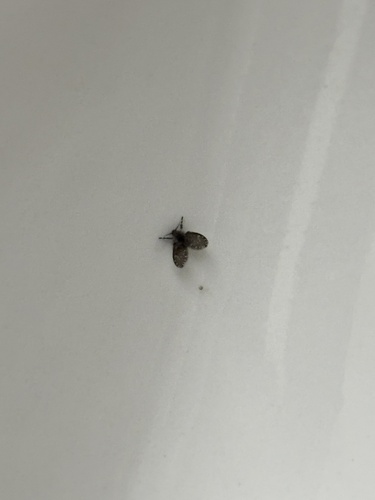 Unknown species found near University of Victoria, Oak Bay, BC, CA
