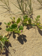 Abronia maritima capensis
