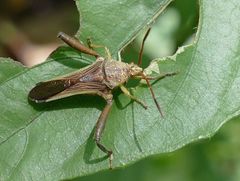 Hirilcus