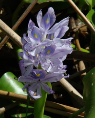 Image of Eichhornia crassipes