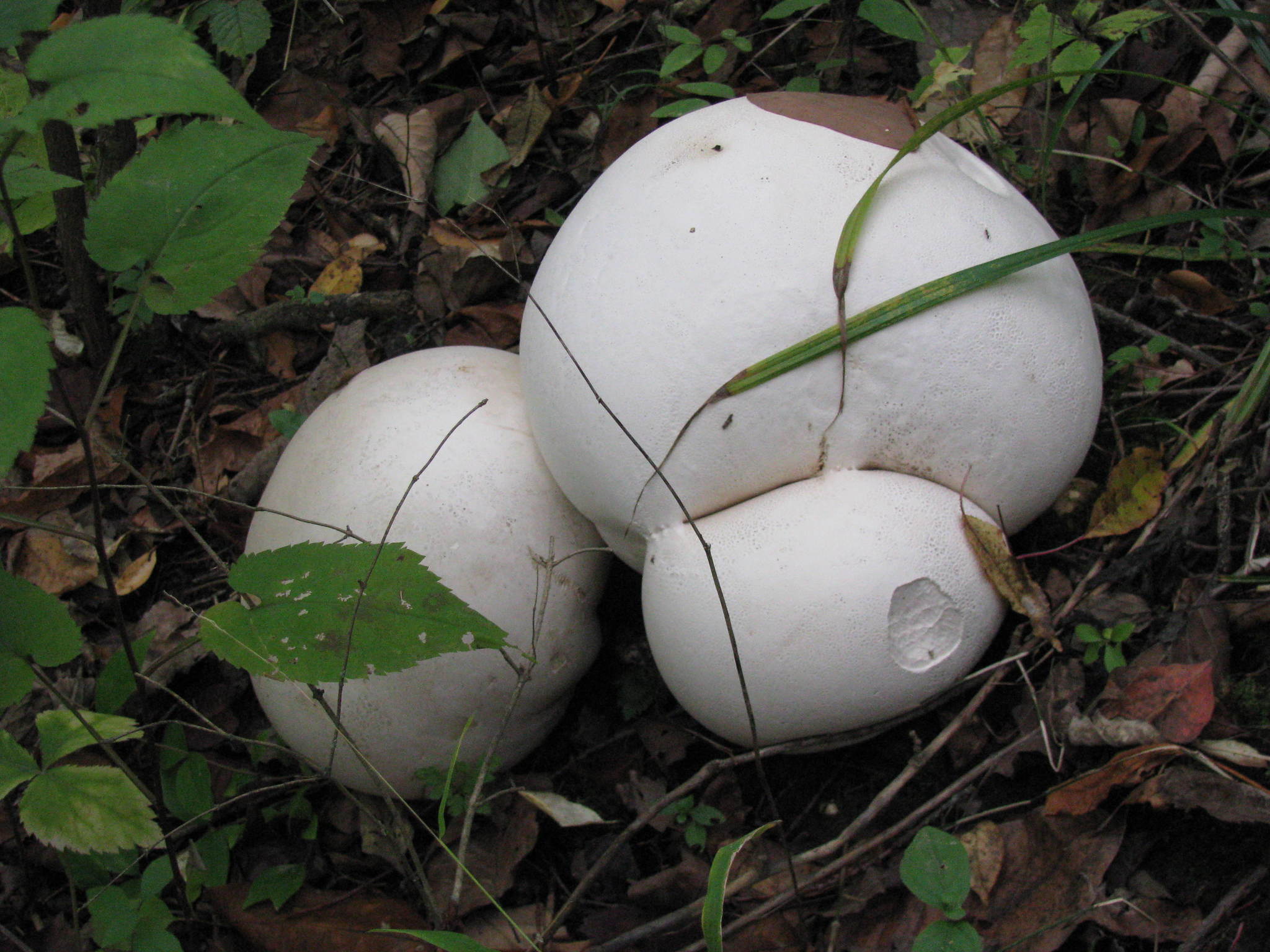 Calvatia gigantea image