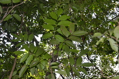 Tetragastris panamensis