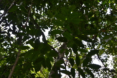 Tetragastris panamensis