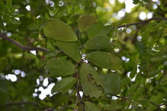 Lacistema aggregatum