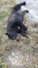 Ursus americanus eremicus