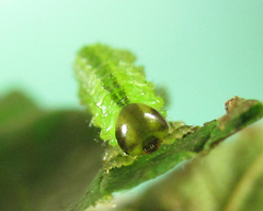 Arge ciliaris