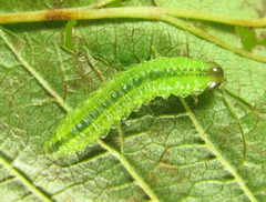 Arge ciliaris