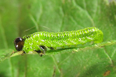 Arge ciliaris