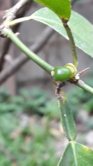 Citrus × latifolia