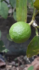 Citrus × latifolia