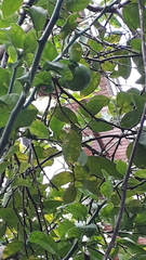 Citrus × latifolia