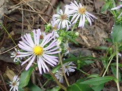 Symphyotrichum puniceum puniceum
