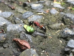 Camponotus obscuripes
