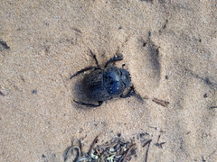 Scarabaeus cicatricosus