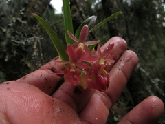 Epidendrum oxysepalum