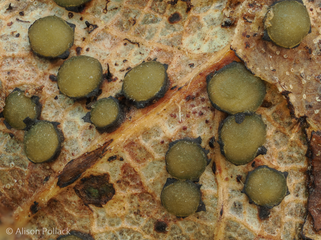 Rhytismataceae sp. 'AK01'
