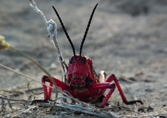 Phymateus morbillosus morbillosus