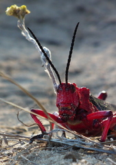 Phymateus morbillosus morbillosus