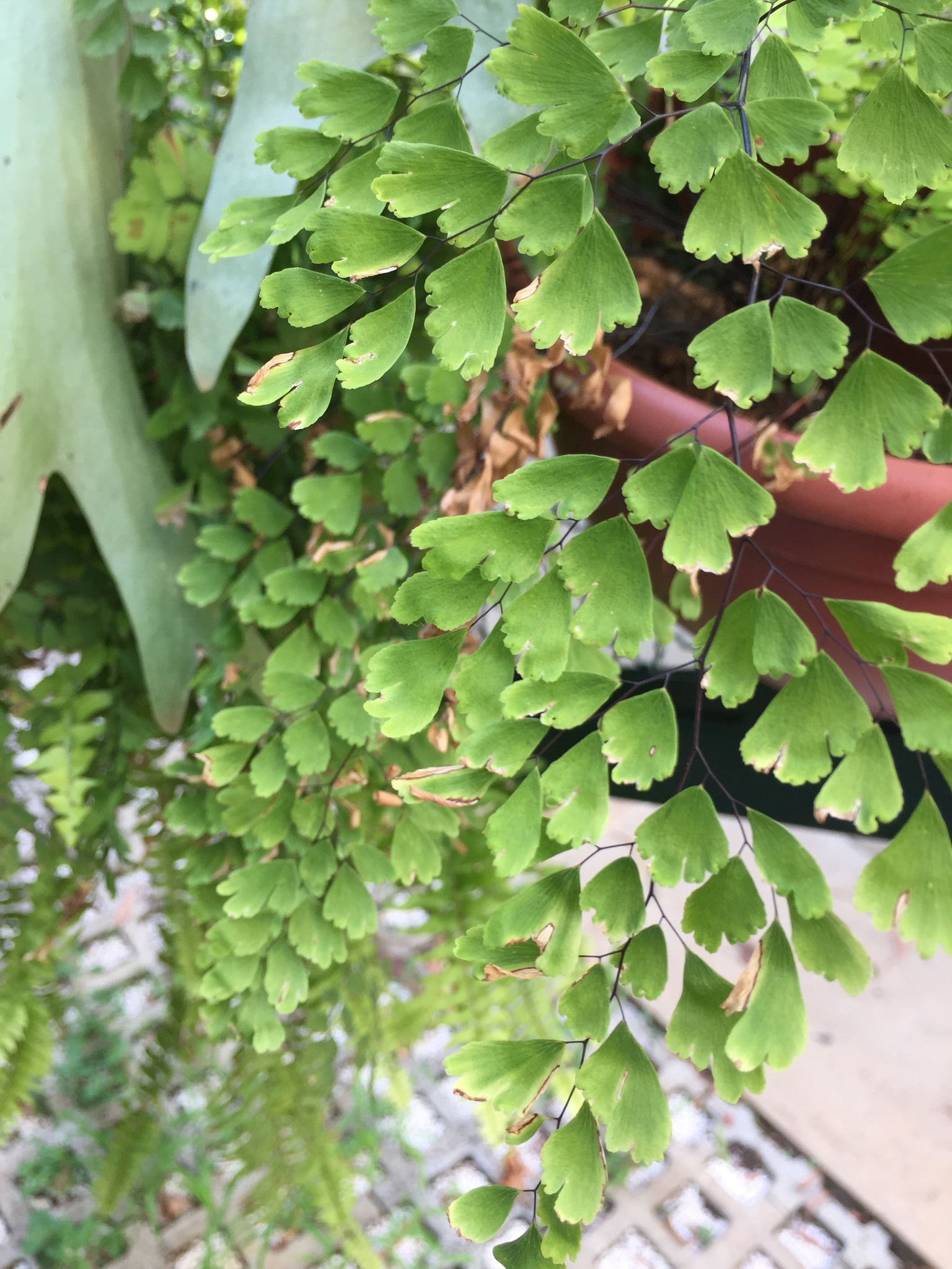 Adiantum capillus-veneris