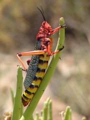 Phymateus morbillosus morbillosus