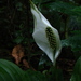 Spathiphyllum montanum - Photo (c) Anita Gould, some rights reserved (CC BY-NC), uploaded by Anita Gould