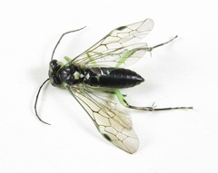 Pachyprotasis antennata