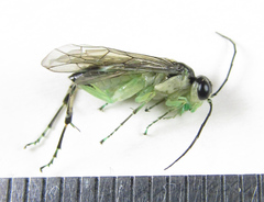 Pachyprotasis antennata