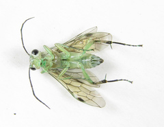 Pachyprotasis antennata