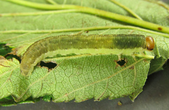 Pachyprotasis antennata