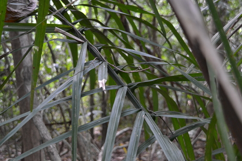 Image of Attalea butyracea by (c) Letizia Weichgrebe, some rights reserved (CC BY)