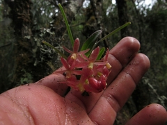 Epidendrum oxysepalum